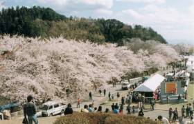 見事に咲き誇った舞鶴山の桜