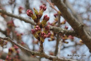写真：つぼみの桜（H24人間将棋）