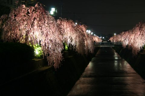 写真：倉津川のシダレザクラ（夜：温泉神社から市役所方面）