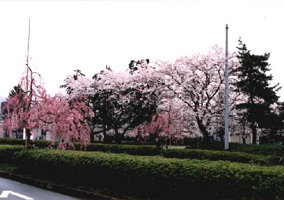 一ツ橋公園の桜