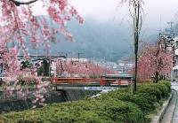 写真：倉津川沿いの桜