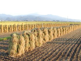 小矢野目地域の田んぼで稲刈りがおこなわれていました