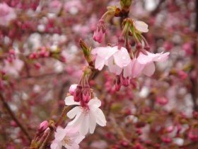 写真：天童市役所の四季桜