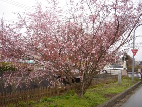 写真：天童市役所の四季桜