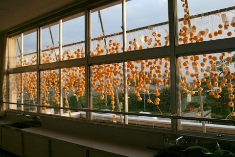 写真：寺津小学校に吊るされた柿