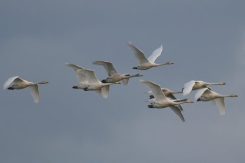 写真：寺津沼に向かう白鳥たち