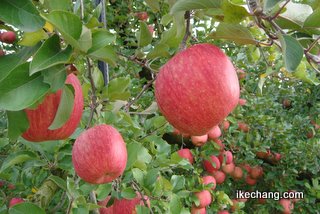 写真：たわわに実ったリンゴ（水郷寺津すいすいウオーキング大会）