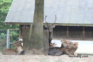写真：鹿島神宮の鹿