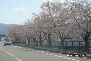 写真：新潟市内の沿道の桜（京都サンガF.C.対モンテディオ山形）