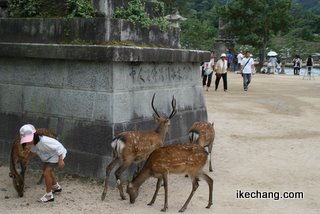 写真：宮島の鹿（サンフレッチェ広島vs.モンテディオ山形）