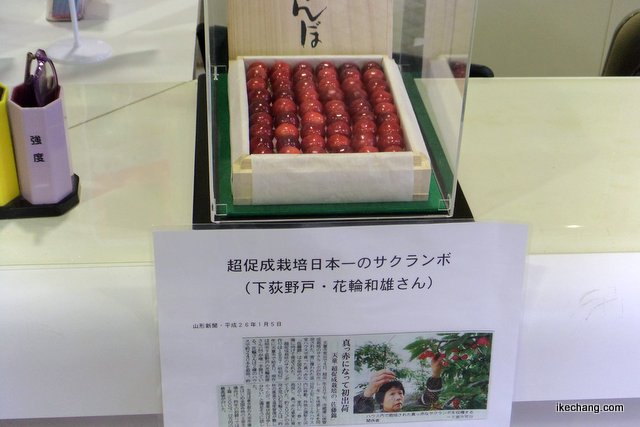 写真：天童市役所に展示された超促成栽培サクランボ