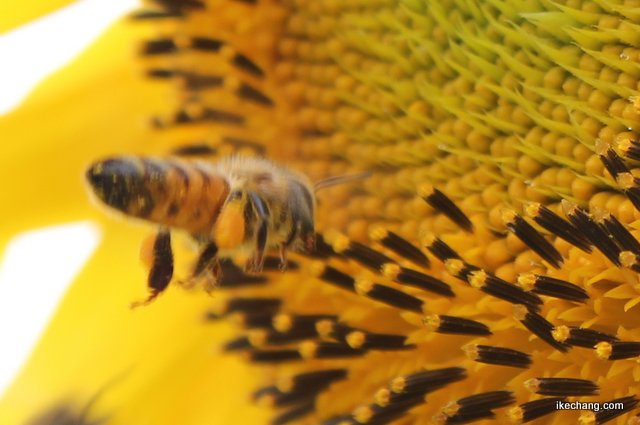 写真：花粉を集めるミツバチ（ヒマワリ迷路）