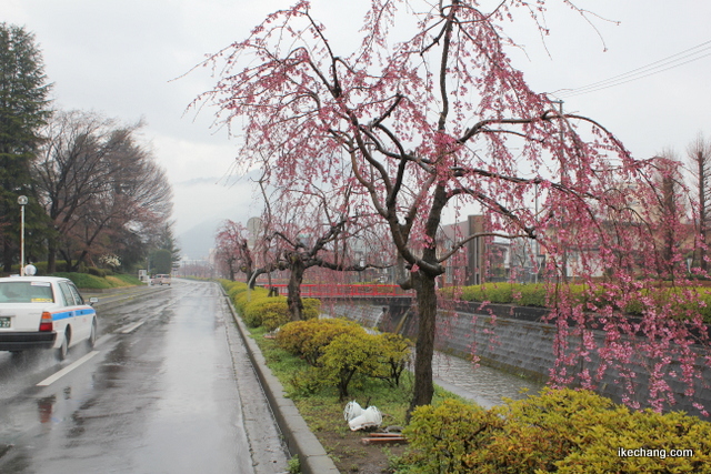 写真：色づき始めた倉津川のしだれ桜