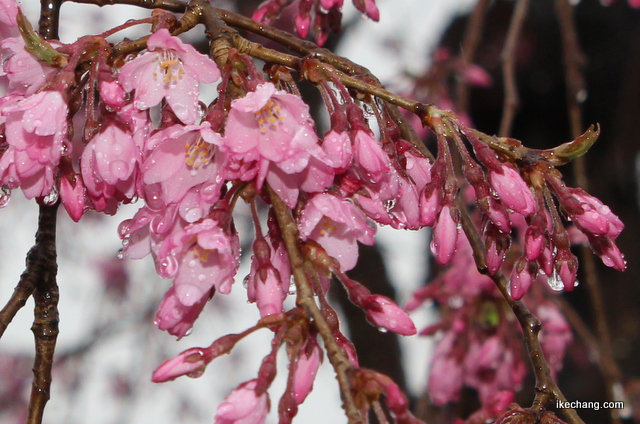 写真：雨がしたたる倉津川のしだれ桜
