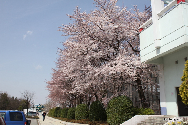 写真：一足先に満開となった桜（山形×町田）