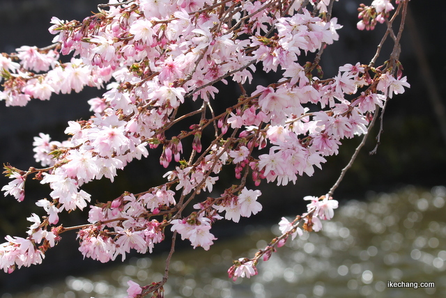 写真：満開を迎えた天童市役所前の四季桜