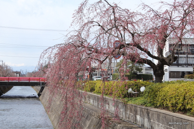 写真：全体的にピンク色になってきた倉津川のシダレザクラ