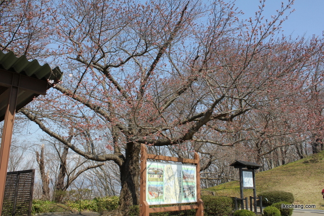 写真：舞鶴山山頂にあるソメイヨシノの基準木