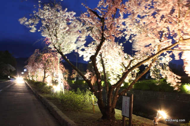 写真：ライトアップされた倉津川の四季桜