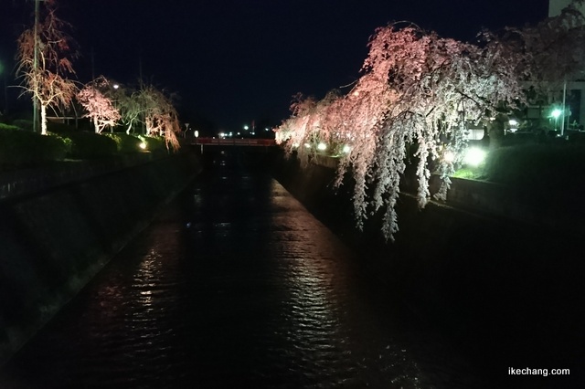 写真：倉津川のしだれ桜ライトアップ