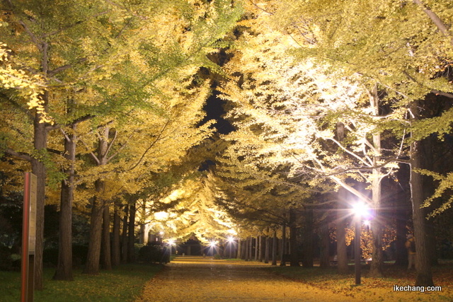 写真：ライトアップされた山形県総合運動公園のイチョウ並木