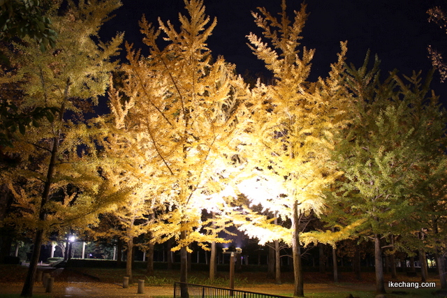 写真：ライトアップされた山形県総合運動公園のイチョウ並木
