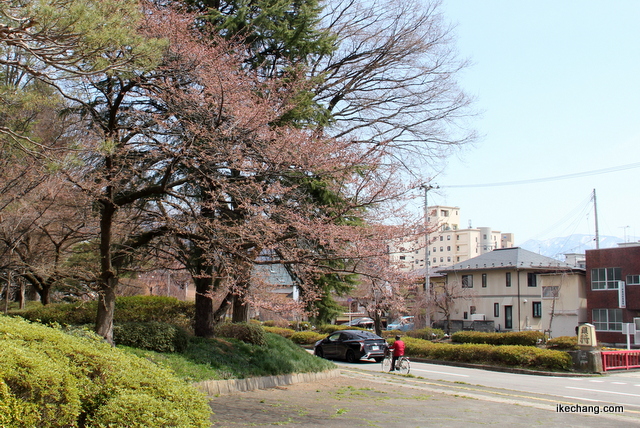 写真：天童市役所の食堂前にある桜（ソメイヨシノ）