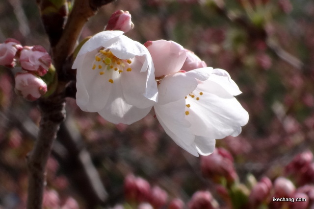 写真：開花した桜（ソメイヨシノ）
