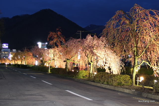 写真：ライトアップされた倉津川のしだれ桜