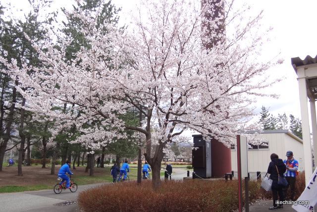 写真：ＮＤスタＦゲート前の桜（山形×京都）