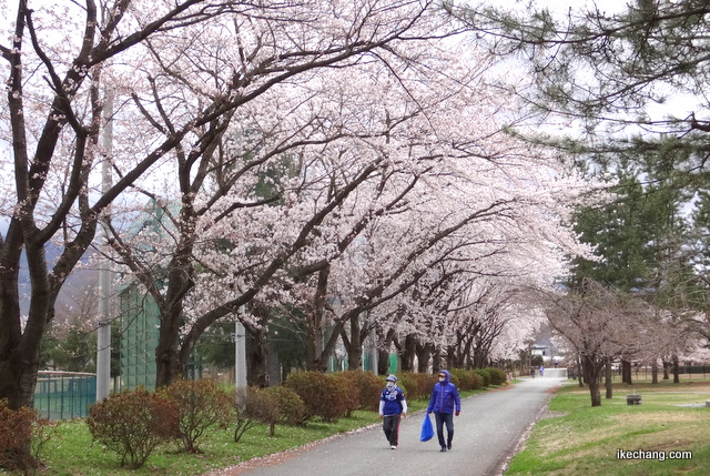 写真：ＮＤスタの桜とモンテサポーター（山形×京都）