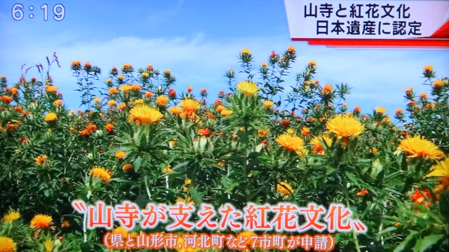 写真：紅花畑（YTSニュースより）