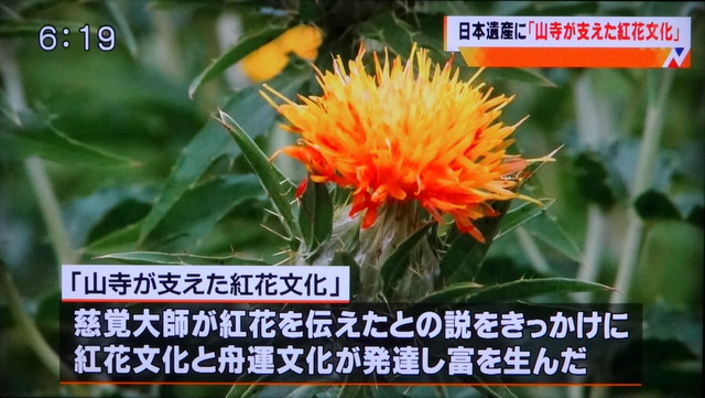 写真：紅花畑（TUYニュースより）