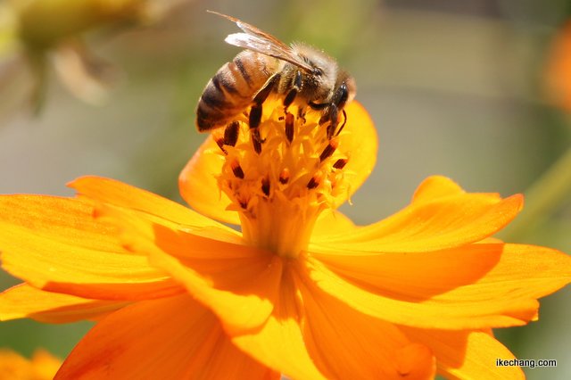 写真：キバナコスモスにとまるミツバチ