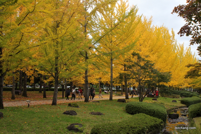 写真：山形県総合運動公園のイチョウ並木（山形×水戸）