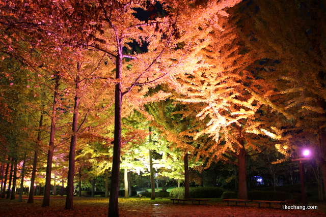 写真：山形県総合運動公園のイチョウ並木のライトアップ