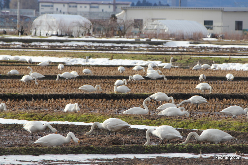 写真：たんぼに集まってえさをついばむ白鳥たち