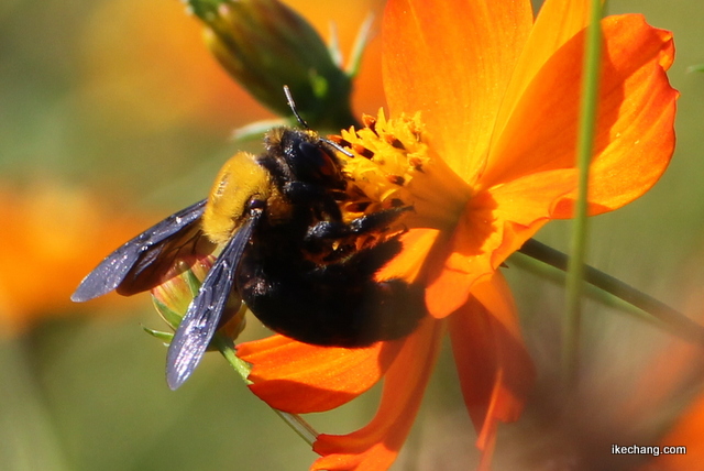 写真：キバナコスモスの蜜を集めるクマバチ