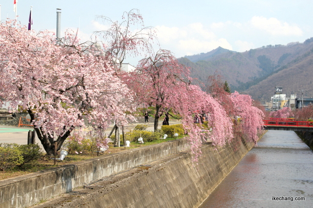 写真：見頃を迎えてきた倉津川のしだれ桜