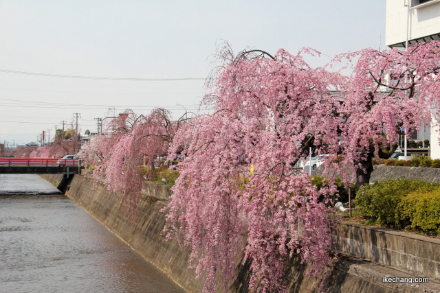 写真：倉津川のしだれ桜