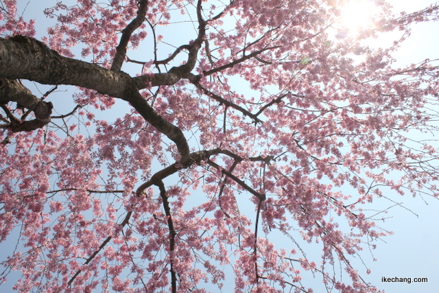 写真：倉津川のしだれ桜
