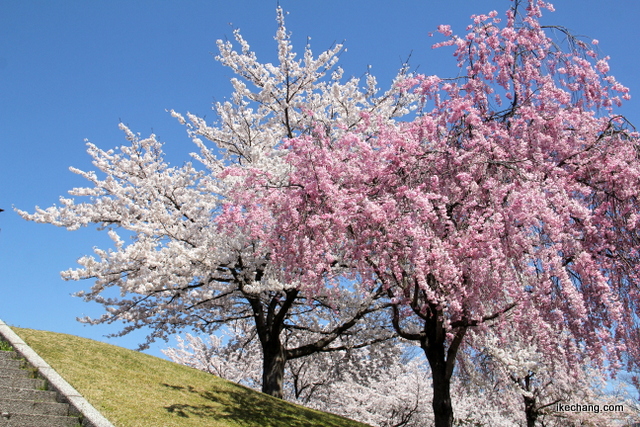 写真：駅西公園の桜