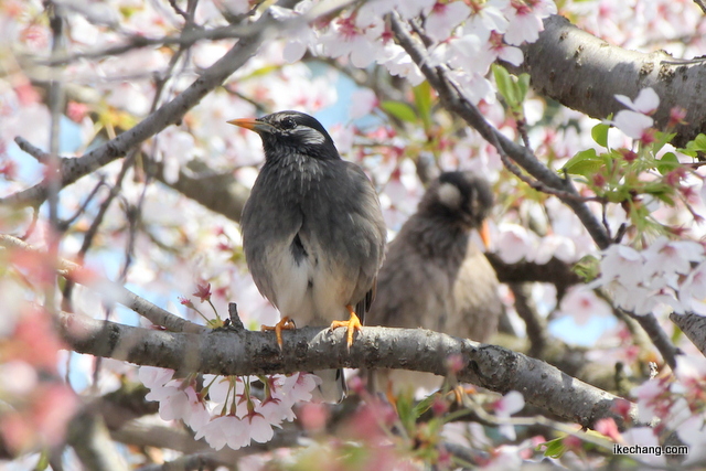 写真：桜の木の上のムクドリ（椋鳥）のつがい