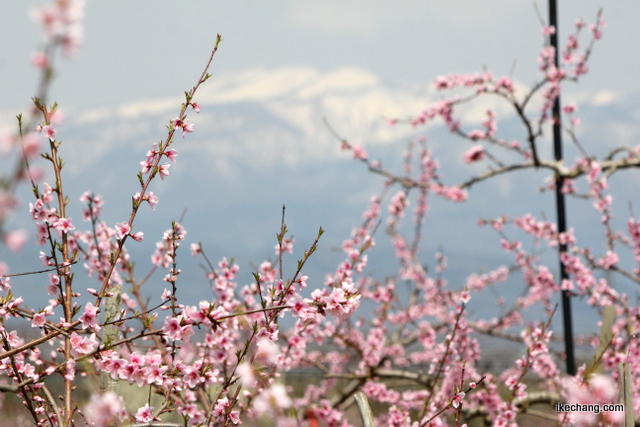 写真：桃の向こうに見える葉山