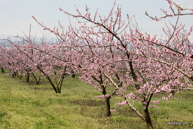 写真：花が咲き始めた桃の畑