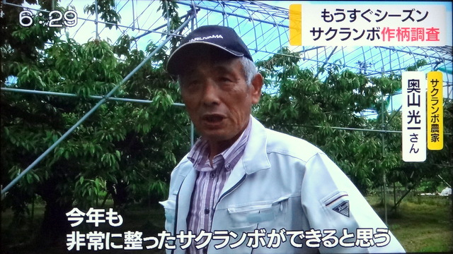 画像：インタビューに答えるサクランボ農家・奥山光一さん