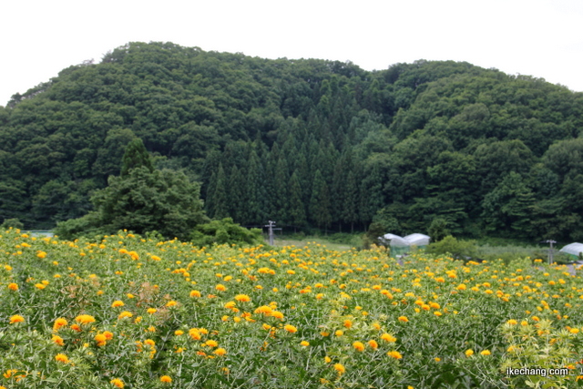 画像：上貫津の紅花畑