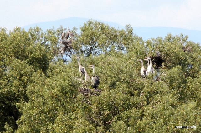 写真：村山橋一帯にある野鳥の営巣地(コロニー)