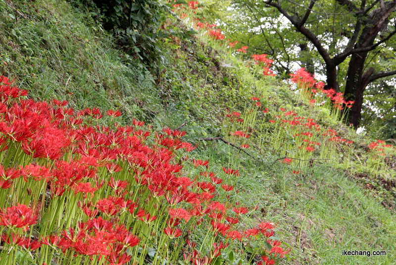 画像：舞鶴山のヒガンバナ