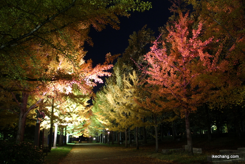 画像：ライトアップされたイチョウ並木（山形県総合運動公園）